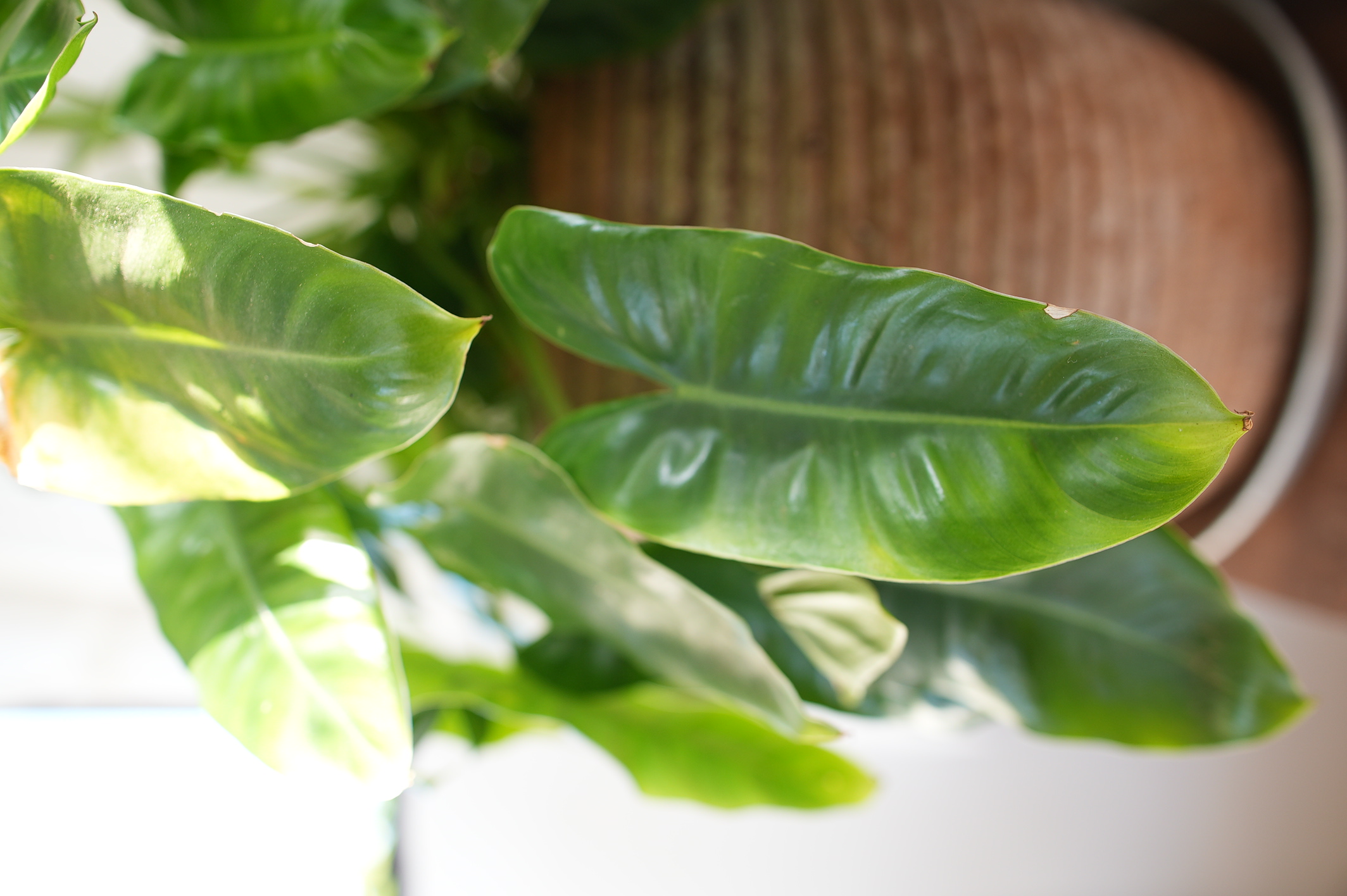 Plants in the therapy office